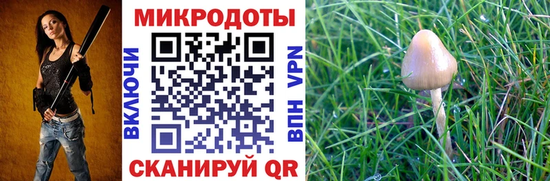 Купить где  Каспийск  Галлюциногенные грибы Psilocybe 